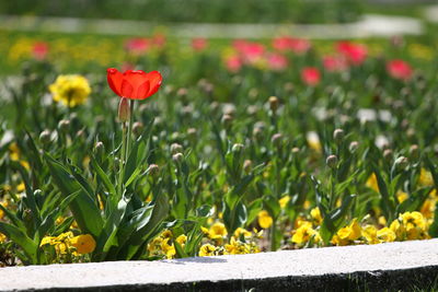 Close-up of yellow tulip flowers on land