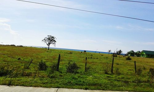 Scenic view of grassy field against sky