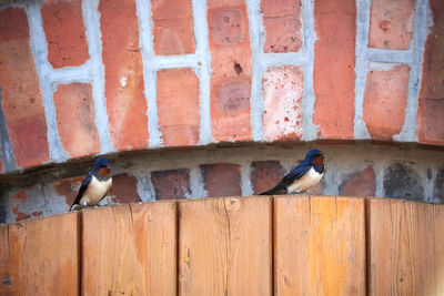 Bird perching on wall