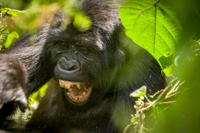 Close-up portrait of a monkey