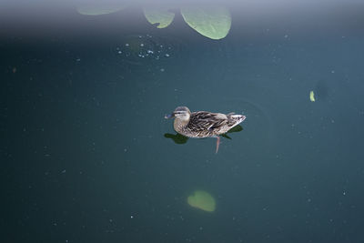 High angle view of duck swimming in lake