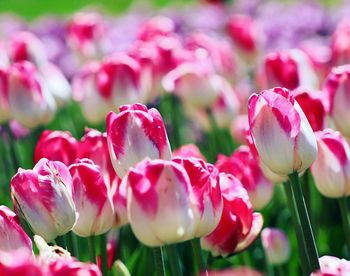 Close-up of pink tulips