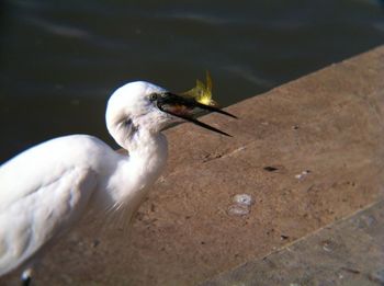 Close-up of bird