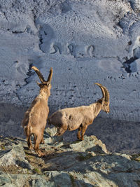 Side view of ibeces on exposed rock high above glacier