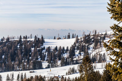 Panoramic view of pine trees against sky during winter