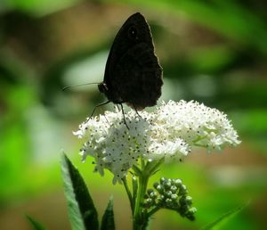 Close-up of butterfly on white flower