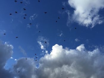 Low angle view of bird flying against blue sky