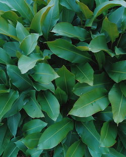 Full frame shot of green leaves