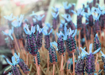 Blue magic flowers in a garden. floral summer background.