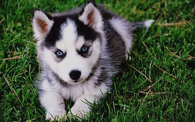 Portrait of dog on grassy field