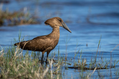 Hamerkop in profile in shallows with catchlight