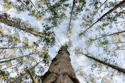 Low angle view of trees against cloudy sky