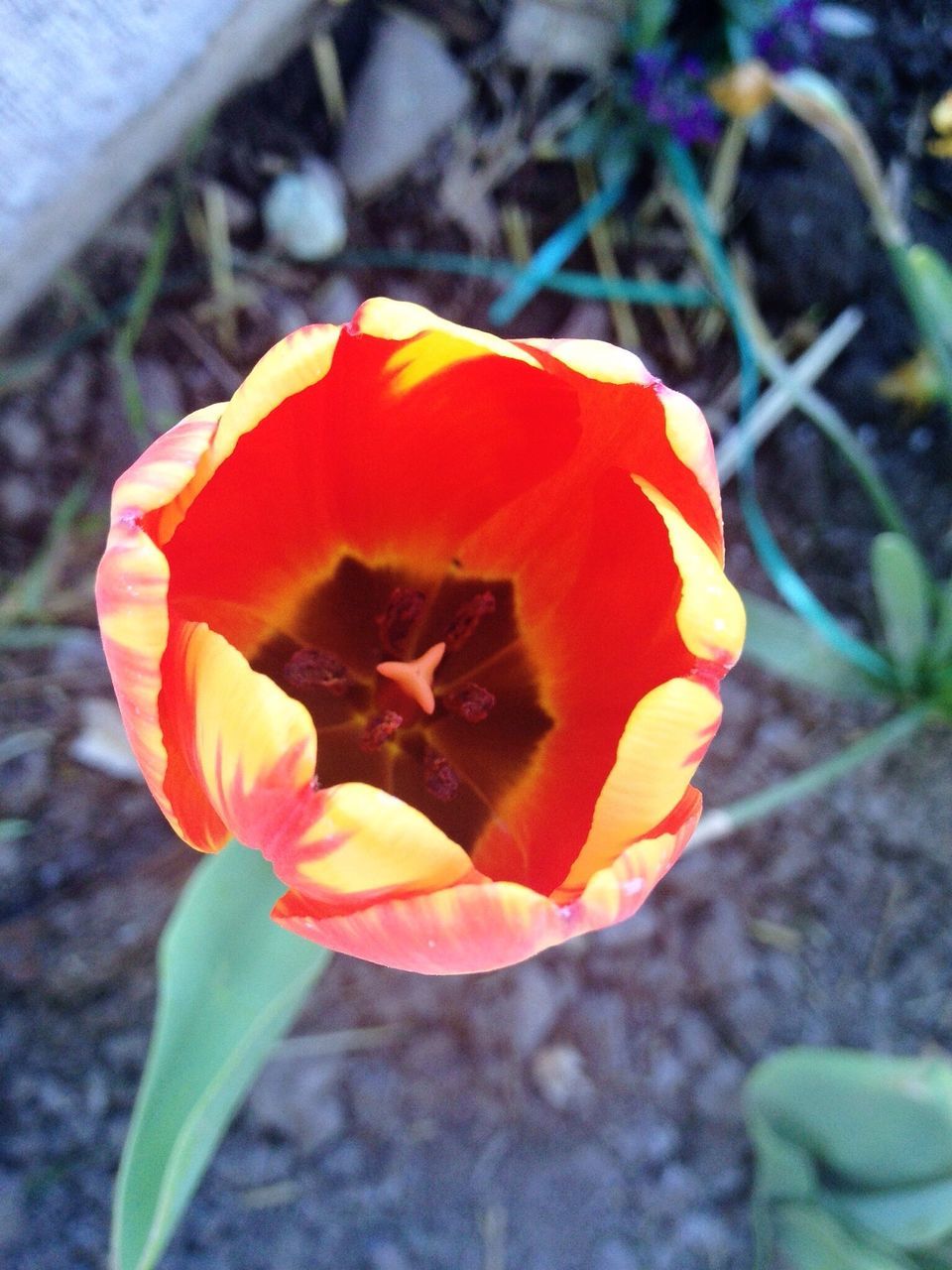 flower, petal, flower head, fragility, freshness, growth, close-up, single flower, beauty in nature, focus on foreground, blooming, nature, orange color, plant, red, rose - flower, in bloom, leaf, no people, day