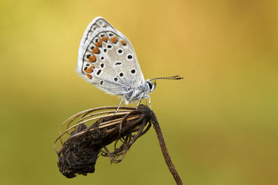 Close-up of butterfly pollinating flower