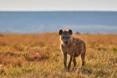 Portrait of an animal on field