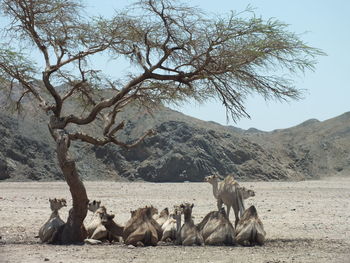 View of camels relaxing on desert