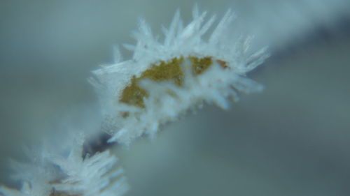 Close-up of frozen flower against blurred background