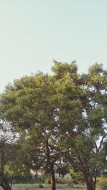 Low angle view of trees against clear sky