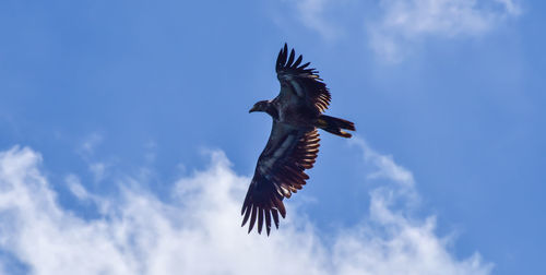 Low angle view of bird flying in cloudy sky