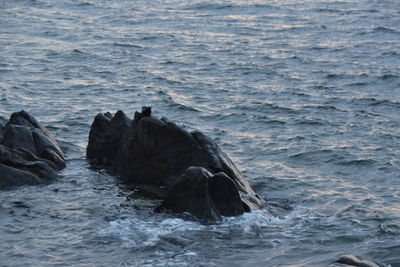 View of turtle in sea