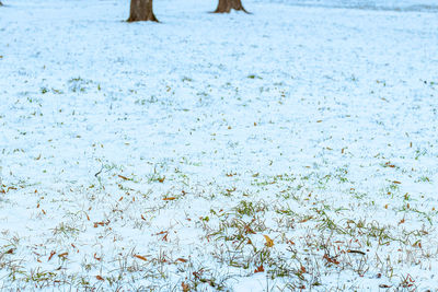snow