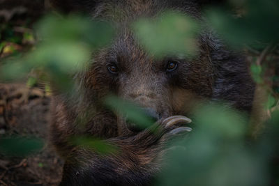 Close-up of a monkey