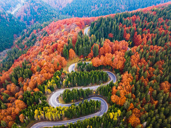 High angle view of road amidst trees in forest