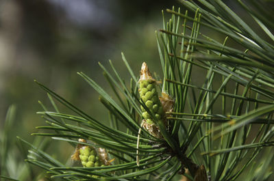 Close-up of lizard on pine tree