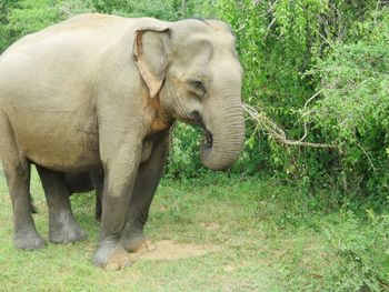 Elephant in a field