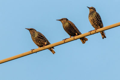 Low angle view of birds perching on pole against clear sky