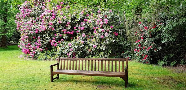 Pink flowers on bench in park