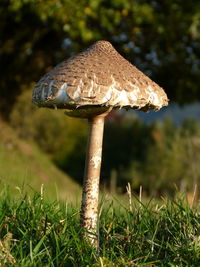 Close-up of mushroom growing on field