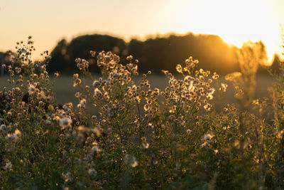 Close-up of flowering plants on field during sunset