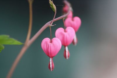 Close-up of pink flowers blooming outdoors