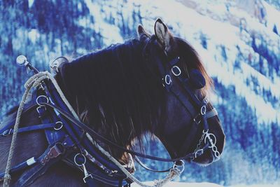 Close-up of horse with bridle