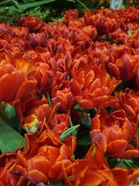 Full frame shot of red flowering plants