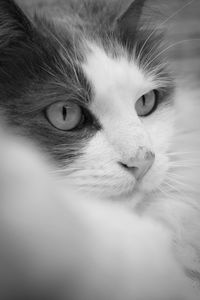 Close-up portrait of cat