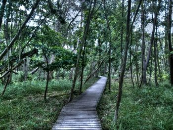 Narrow walkway along trees in park