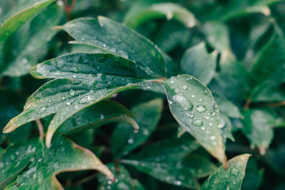 Close-up of wet plant leaves during rainy season