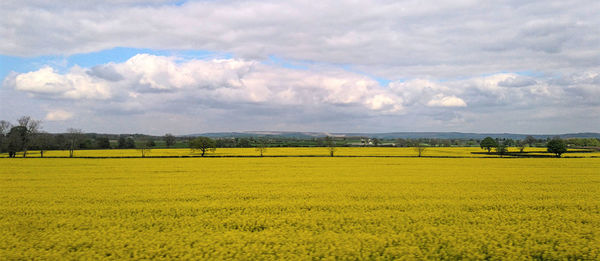 Idyllic shot of oilseed rape field against sky