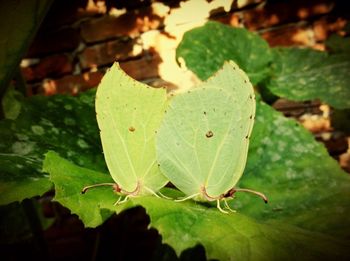 Close-up of leaves