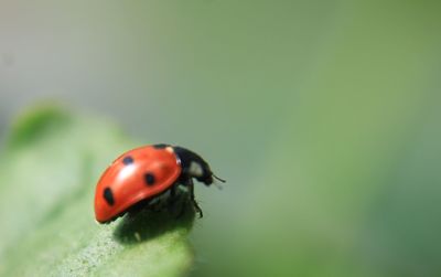 Close-up of ladybug on leaf