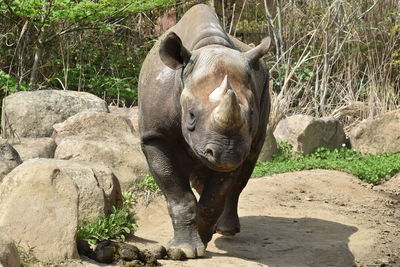Eastern black rhinoceros in a zoo