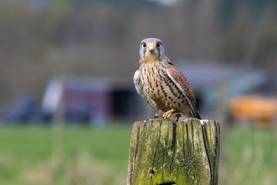 Male kestrel, falco tinnunculus, perched on a gate post