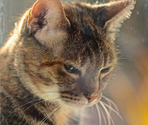 Close-up of a cat looking away