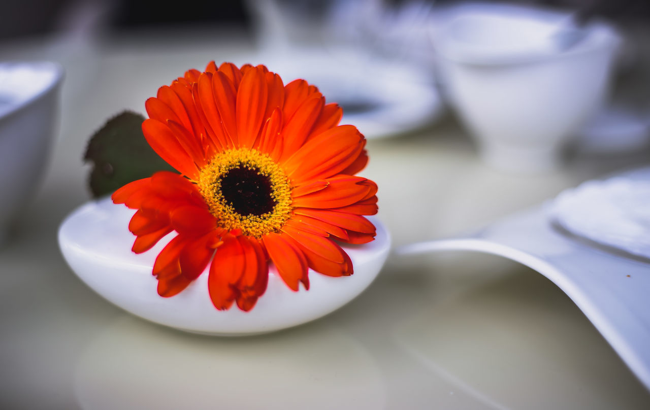 CLOSE-UP OF ORANGE FLOWER IN POT