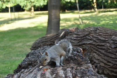 Squirrel on a tree