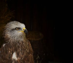 Close-up of eagle against black background