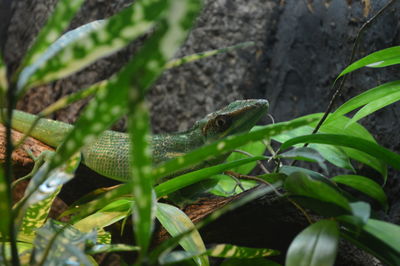 Close-up of lizard on tree