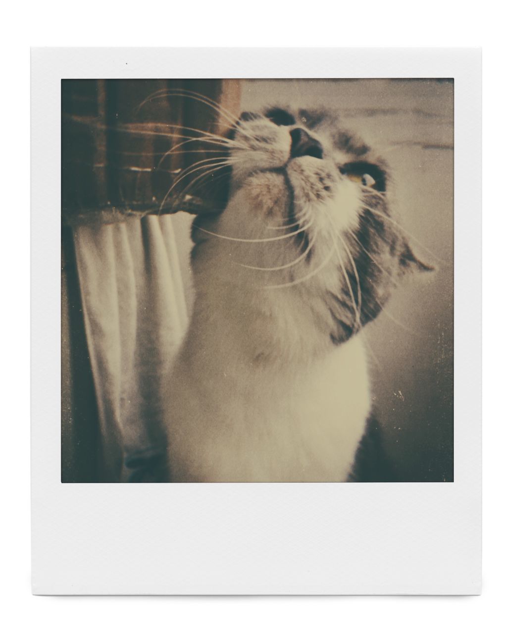 cat, feline, domestic, mammal, domestic cat, domestic animals, pets, one animal, transfer print, auto post production filter, vertebrate, no people, indoors, whisker, close-up, frame, day